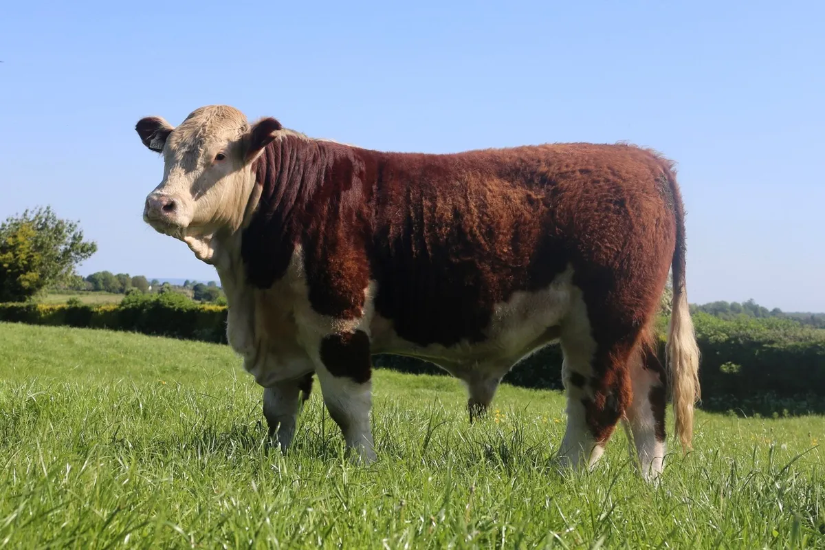 15 month old Hereford bull - Image 3