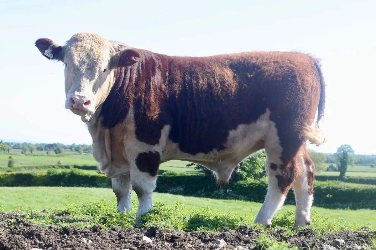15 month old Hereford bull - Image 4