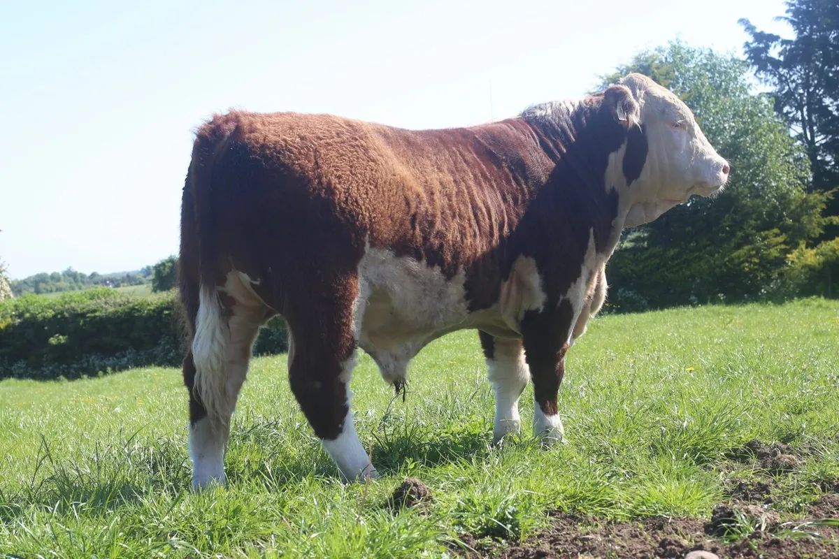 15 month old Hereford bull - Image 1