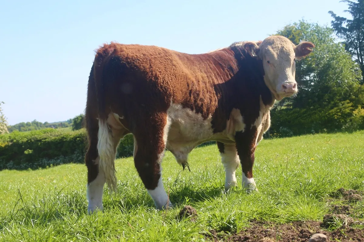 15 month old Hereford bull - Image 2