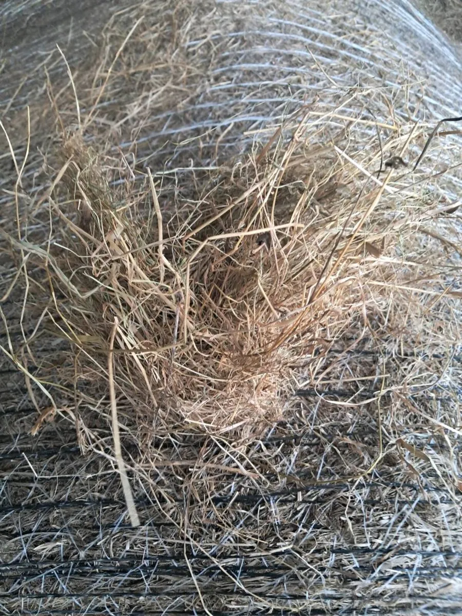 Top quality 20 round bales of hay - Image 3