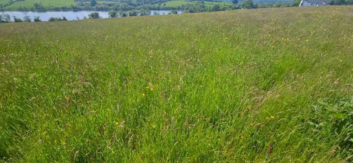 Standing Meadow