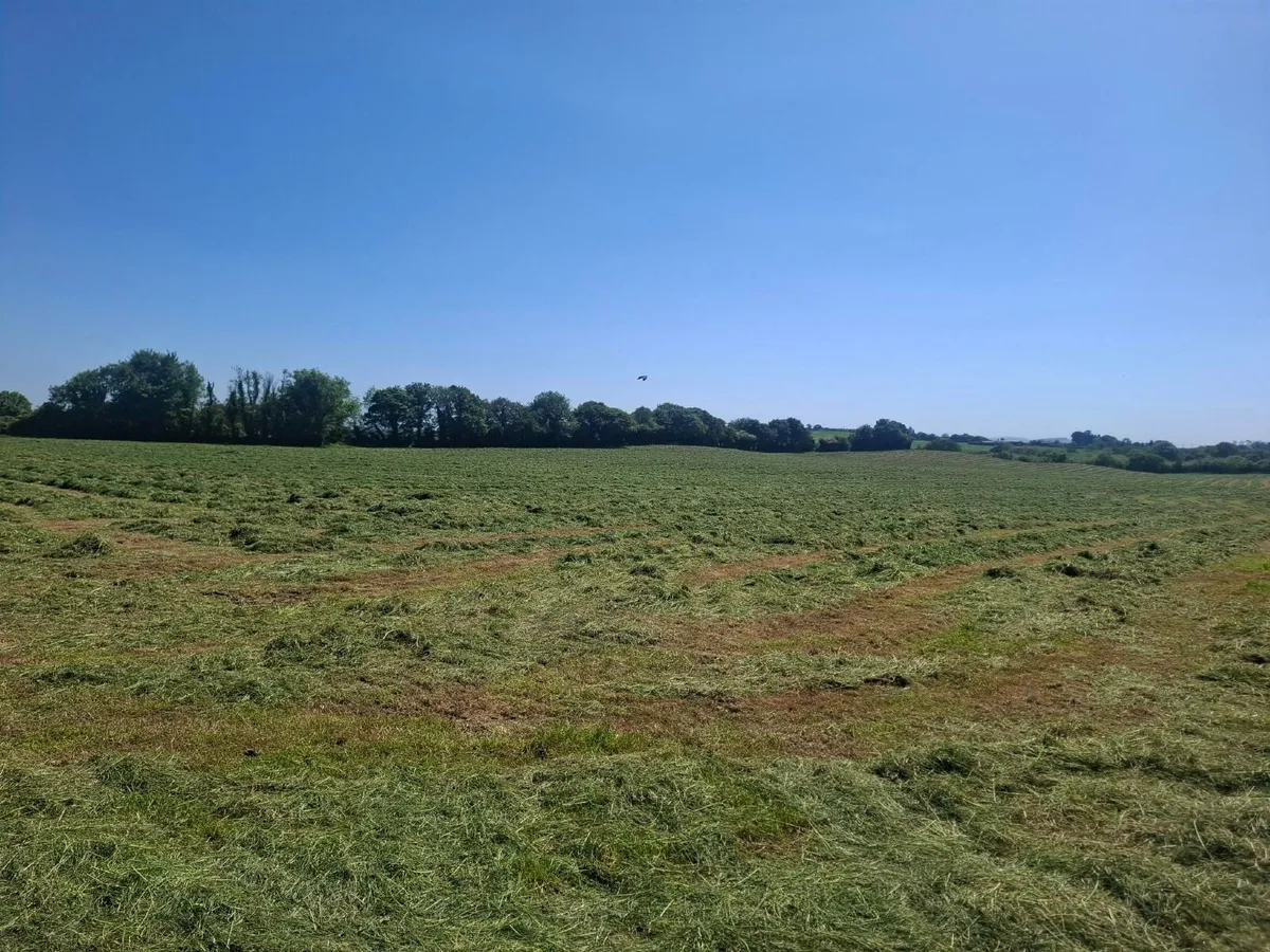 Silage Bales for sale