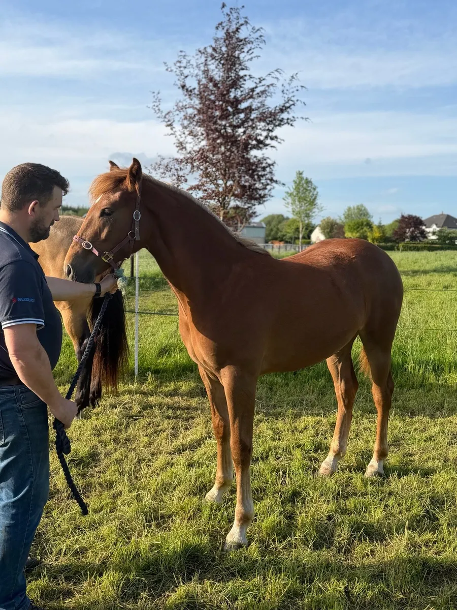 Serious quality Liver chestnut ID yearling filly - Image 2
