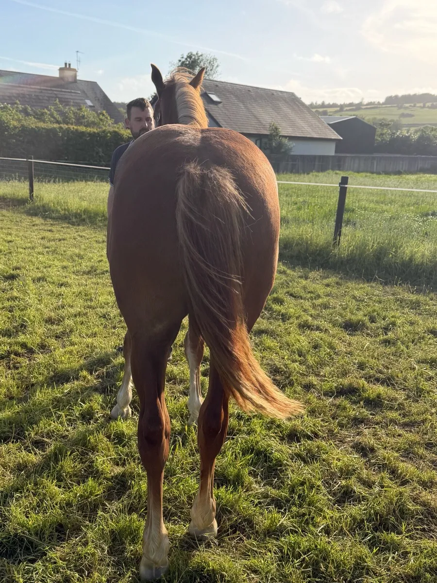 Serious quality Liver chestnut ID yearling filly - Image 3
