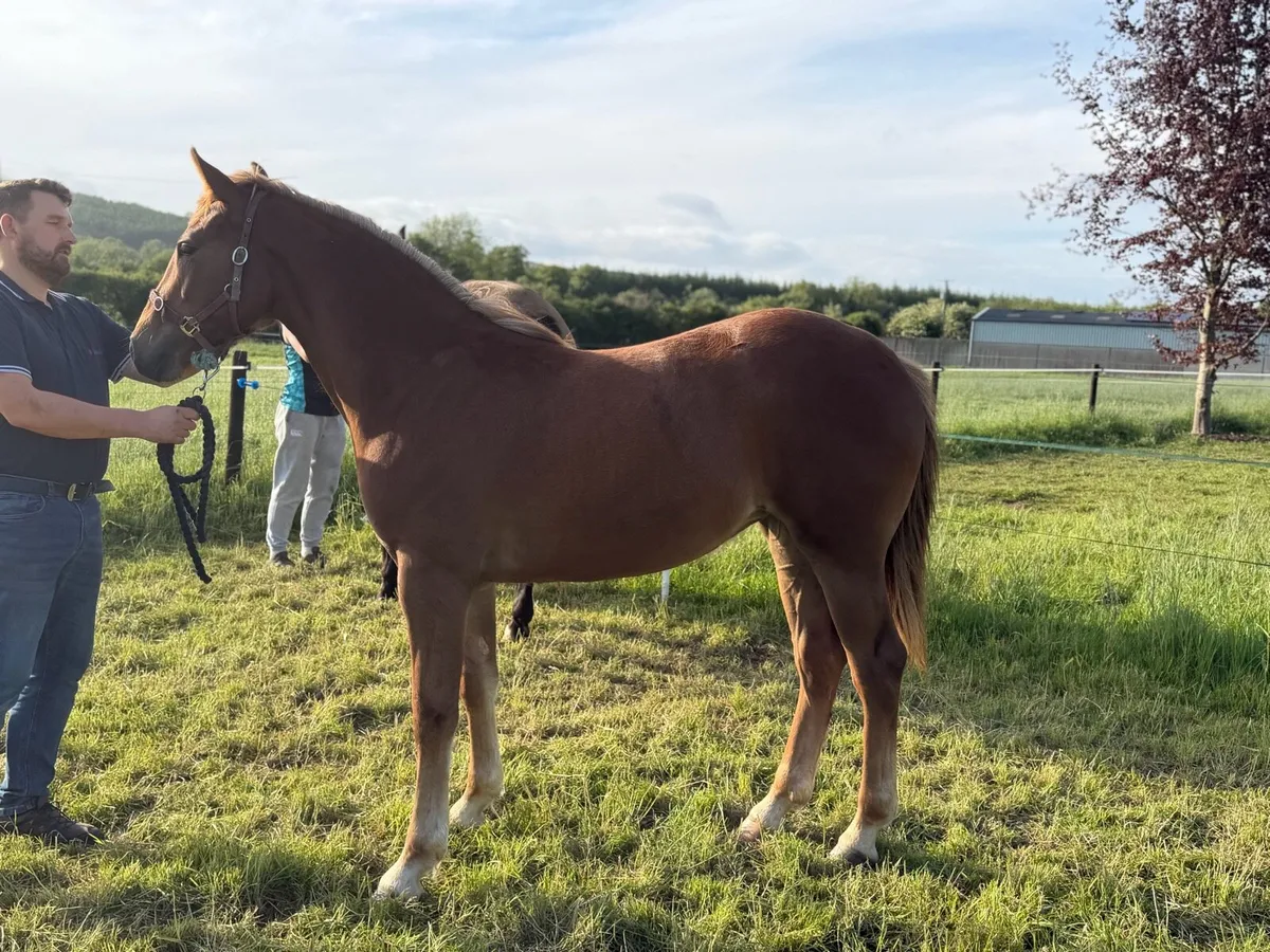 Serious quality Liver chestnut ID yearling filly - Image 4