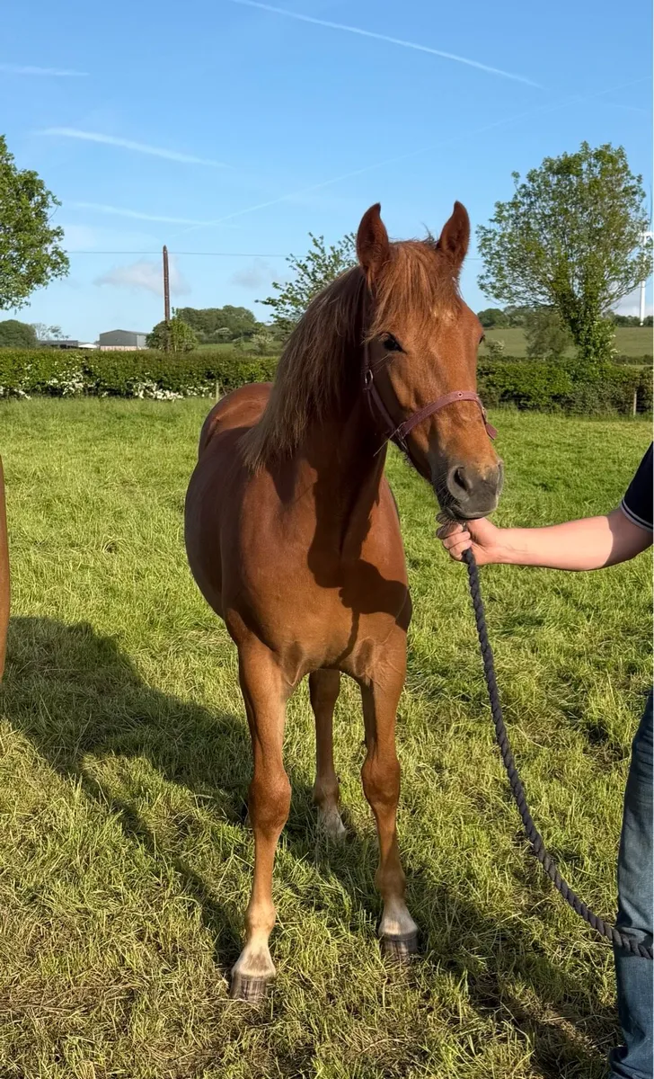 Serious quality Liver chestnut ID yearling filly - Image 1