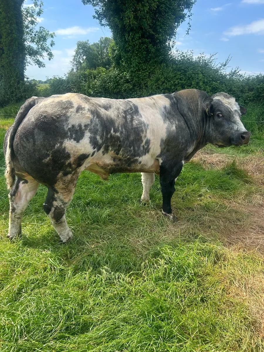 💥💥Hybrid BB x bull 💥💥Ballinasloe mart 30th May - Image 1