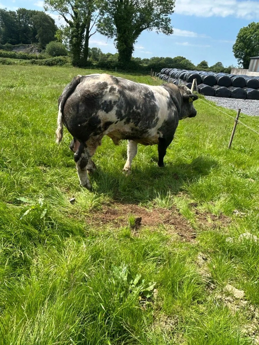 💥💥Hybrid BB x bull 💥💥Ballinasloe mart 30th May - Image 2