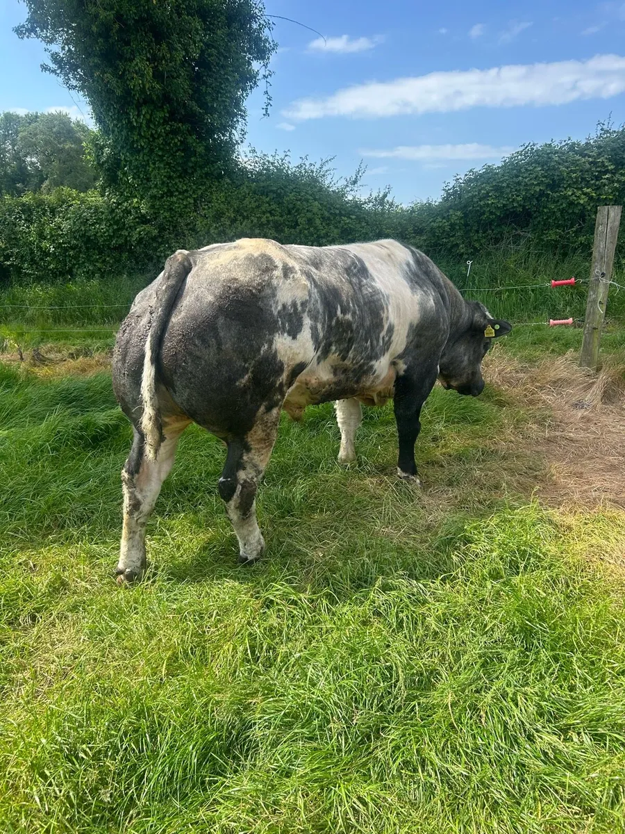 💥💥Hybrid BB x bull 💥💥Ballinasloe mart 30th May - Image 3