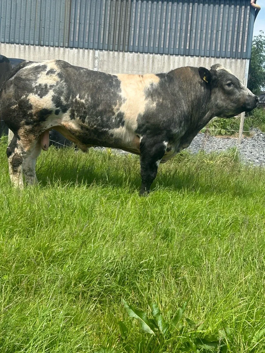 💥💥Hybrid BB x bull 💥💥Ballinasloe mart 30th May - Image 4