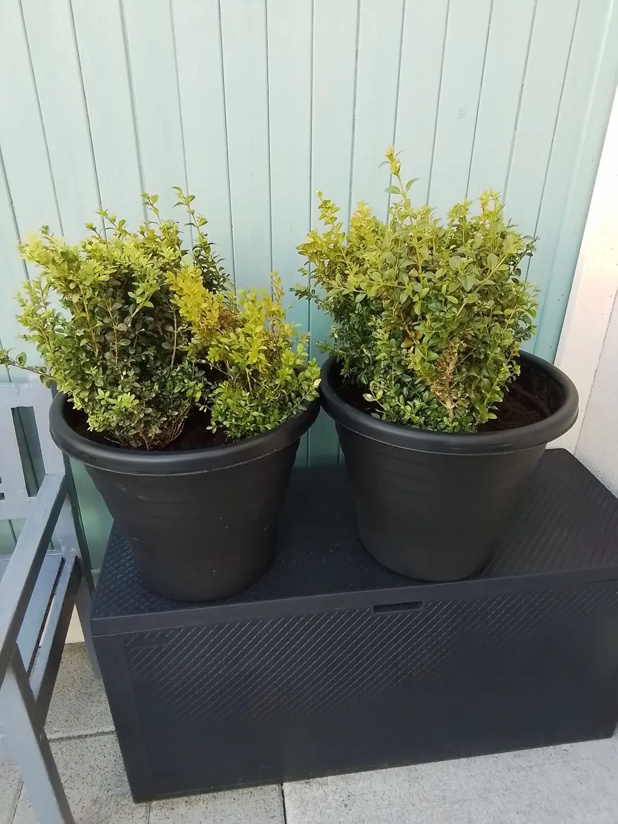 Large planters