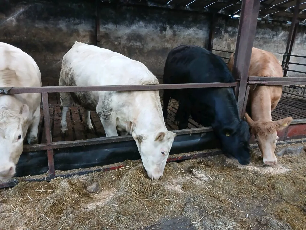 4 Heifers in calf - Image 2