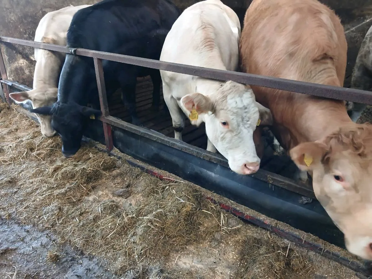 4 Heifers in calf - Image 3