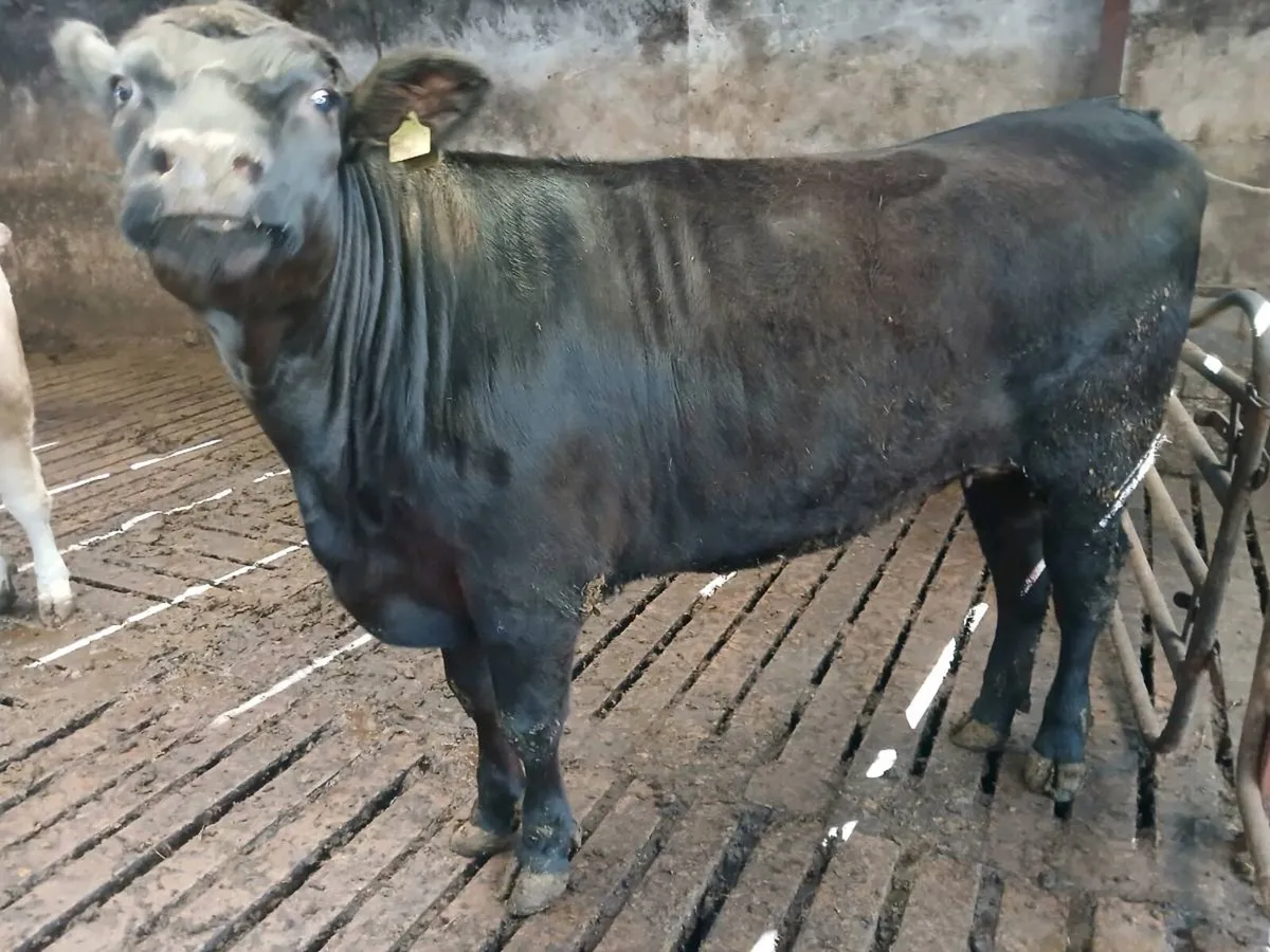 4 Heifers in calf - Image 4