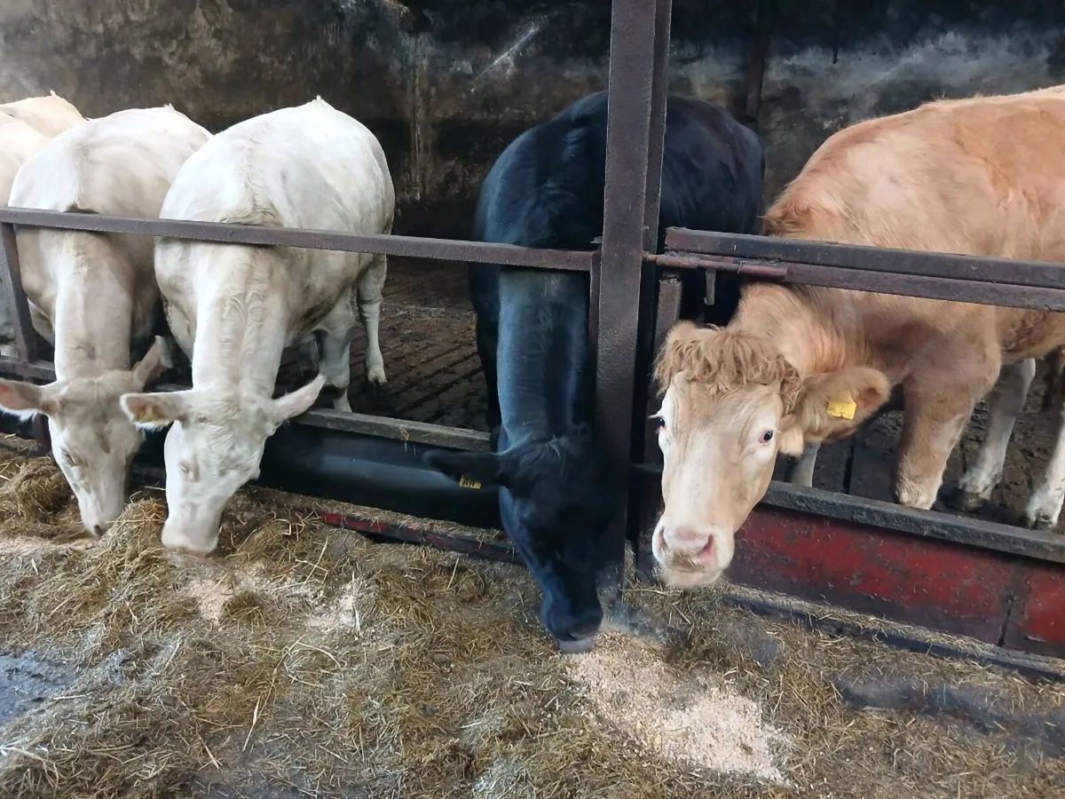 4 Heifers in calf - Image 1