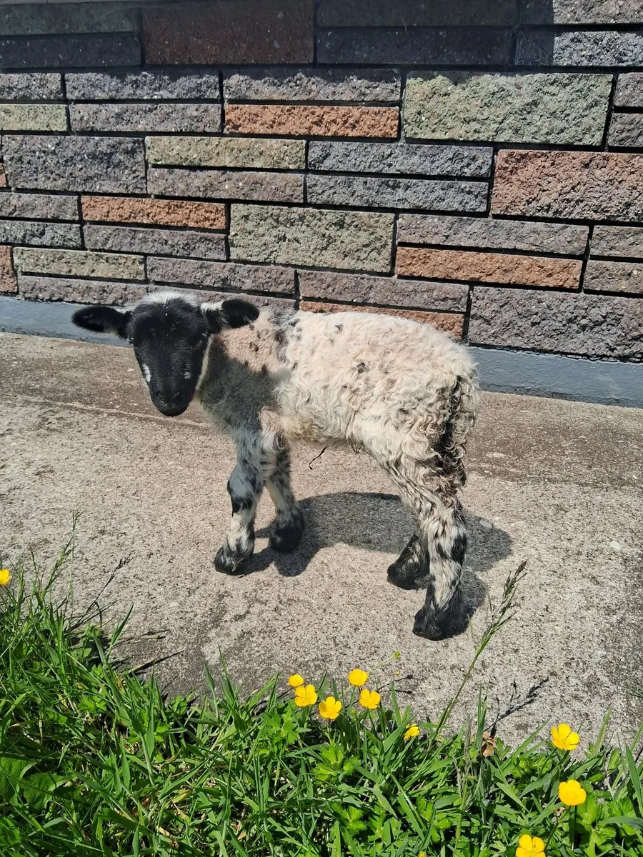 Pet lamb - Image 2
