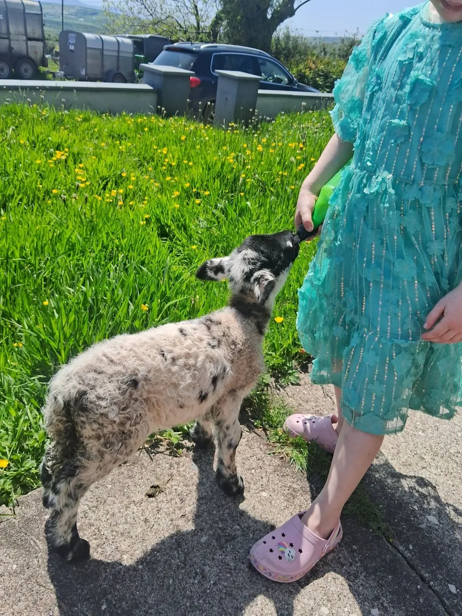 Pet lamb - Image 1