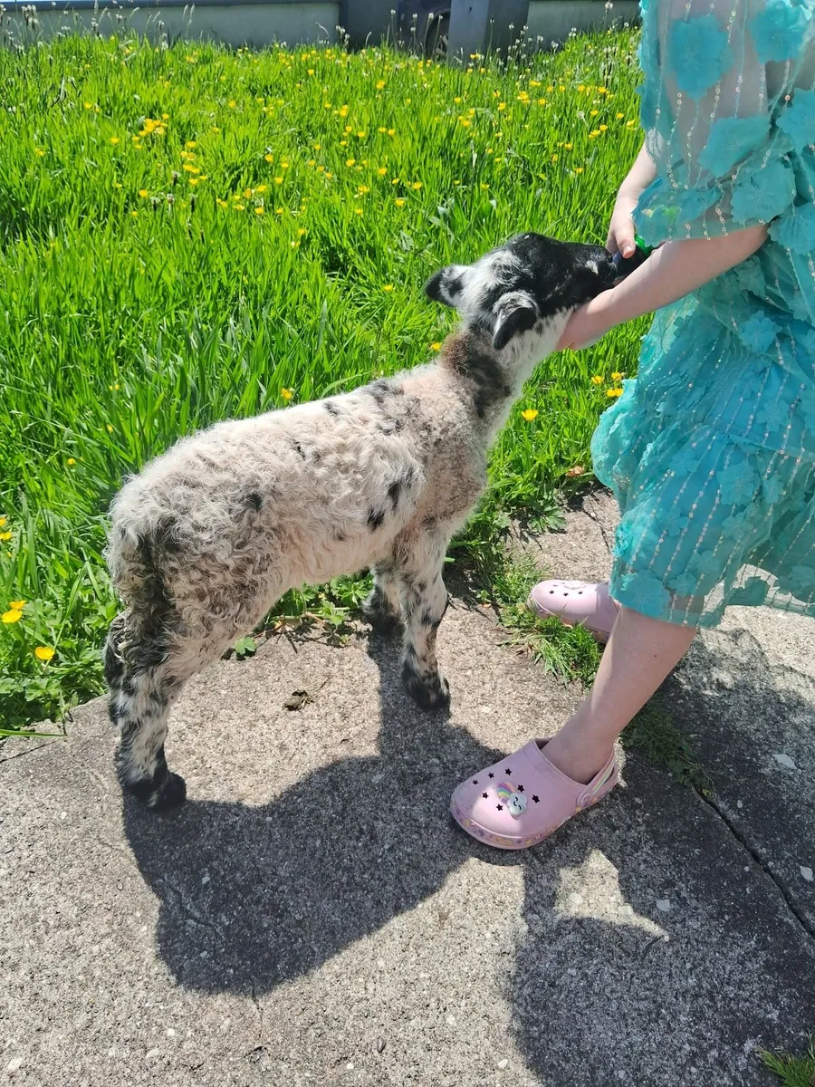 Pet lamb - Image 3
