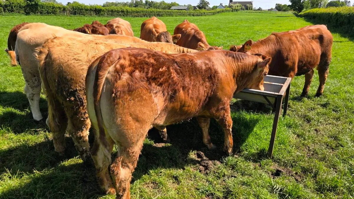 Charolais & Limousin Store Heifers - Image 1