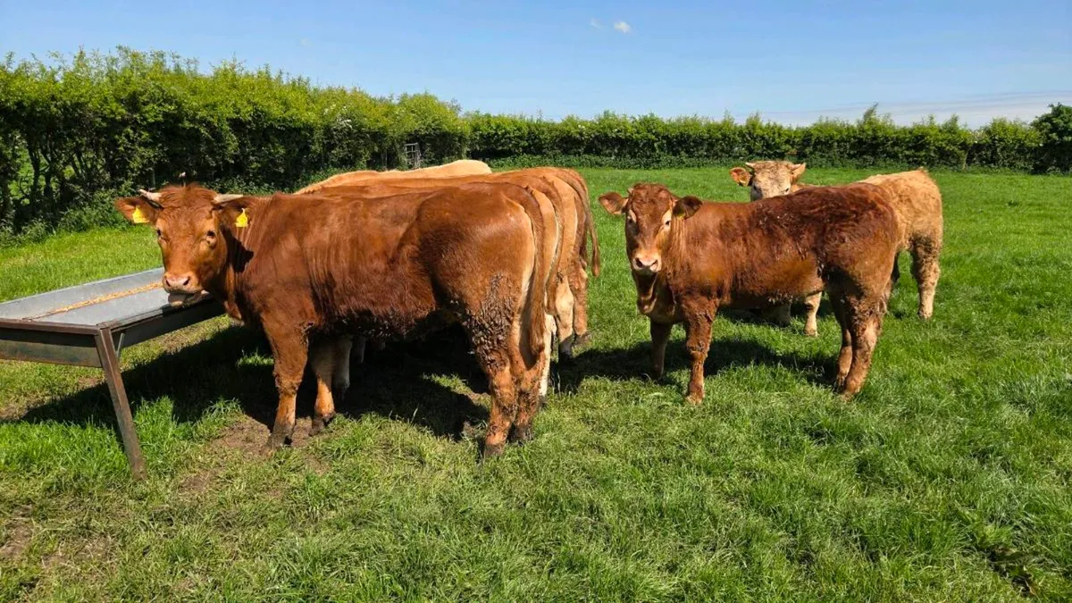 Charolais & Limousin Store Heifers - Image 2