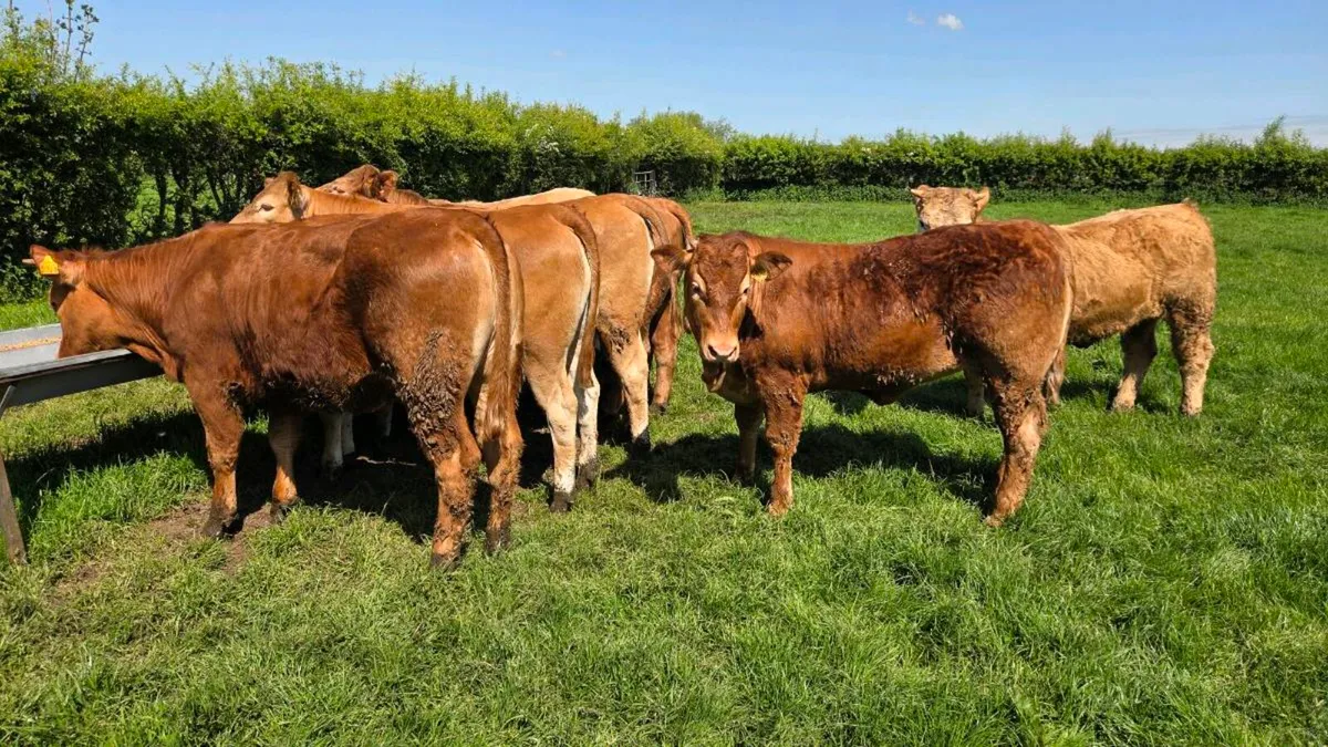 Charolais & Limousin Store Heifers - Image 3