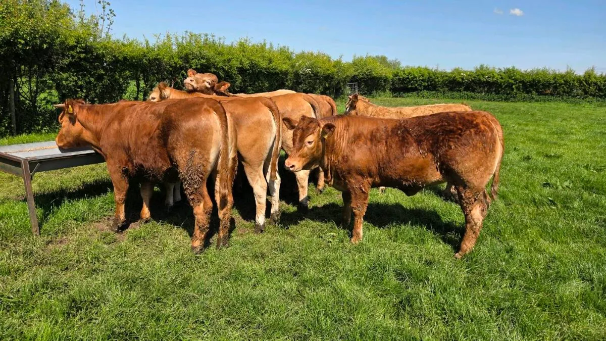 Charolais & Limousin Store Heifers - Image 4