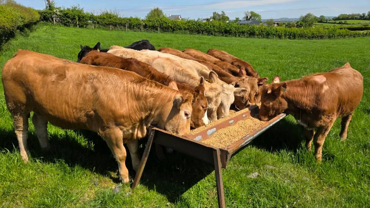 Charolais & Limousin Heifers - Image 1