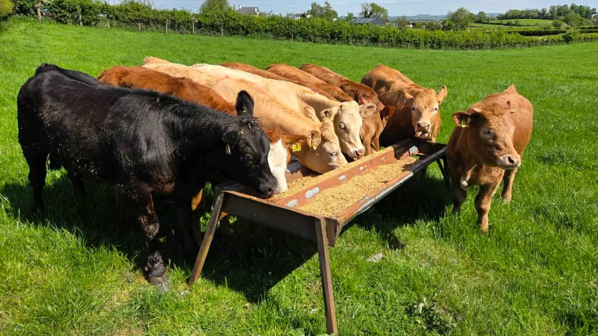 Charolais & Limousin Heifers - Image 2
