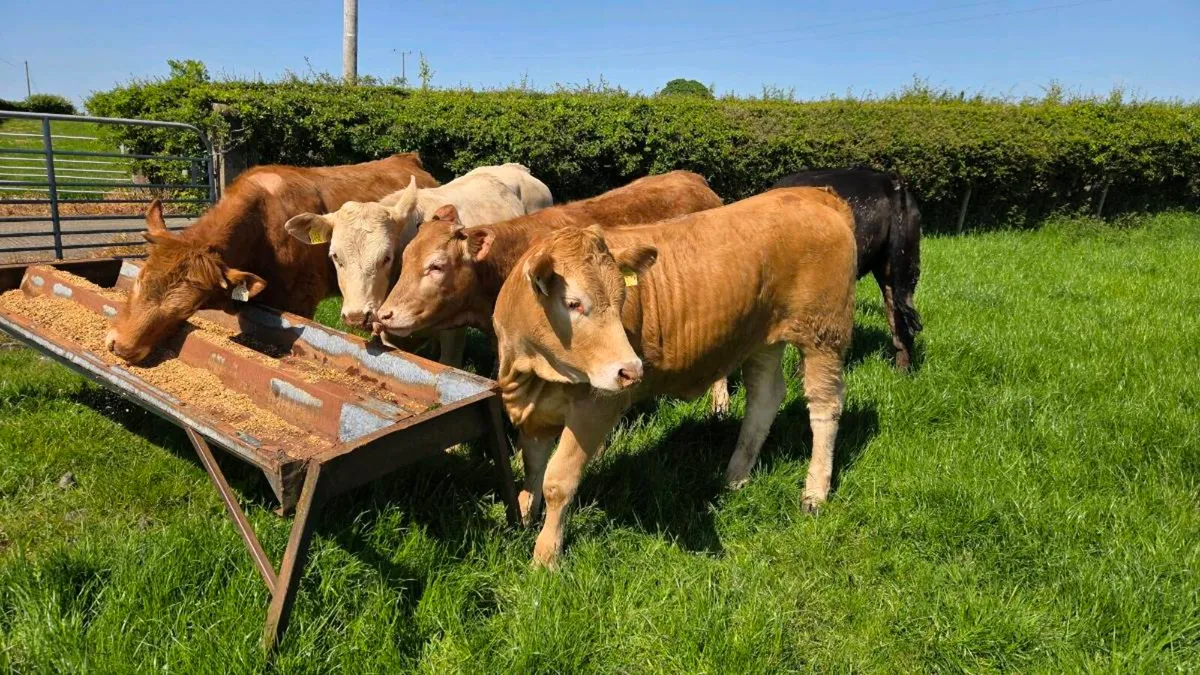 Charolais & Limousin Heifers - Image 3