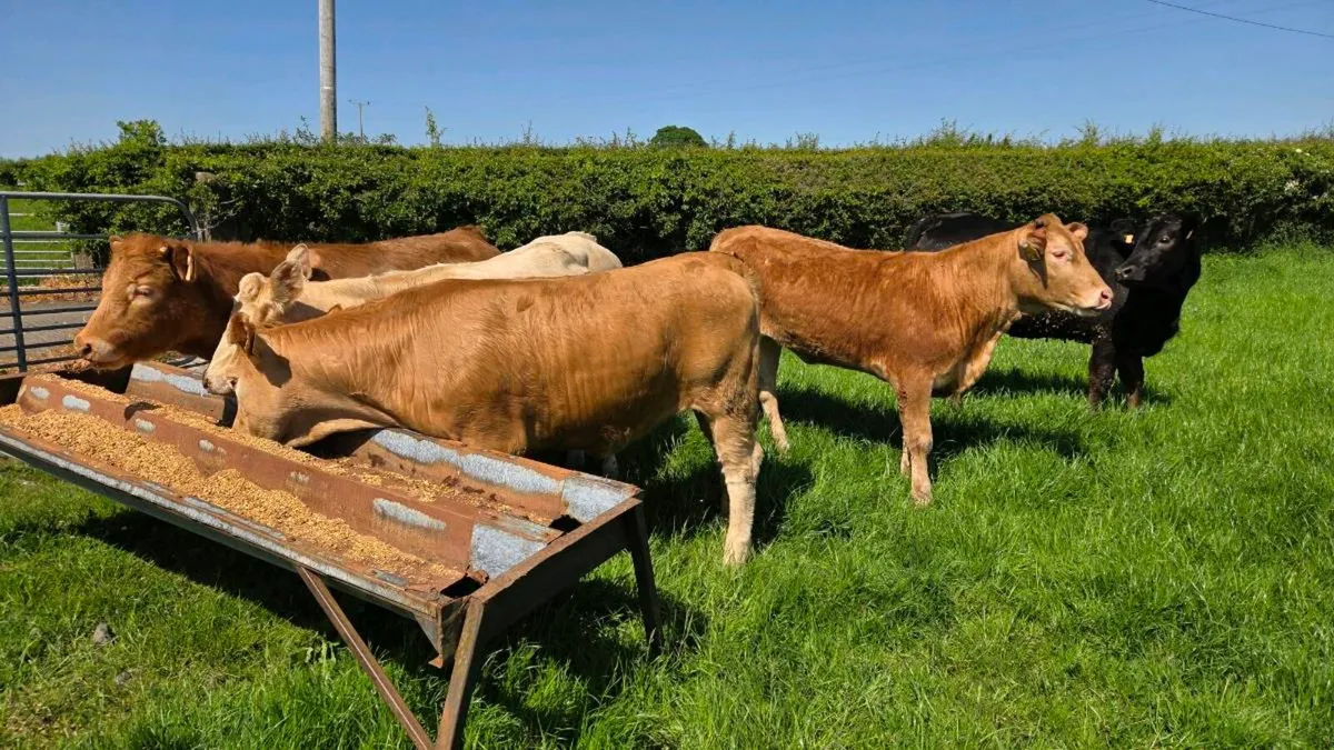 Charolais & Limousin Heifers - Image 4