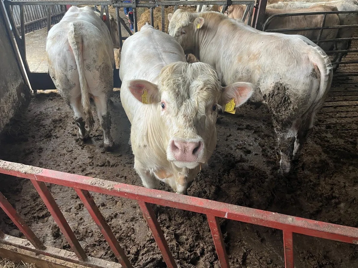 Charolais Bulls x3 - Image 2
