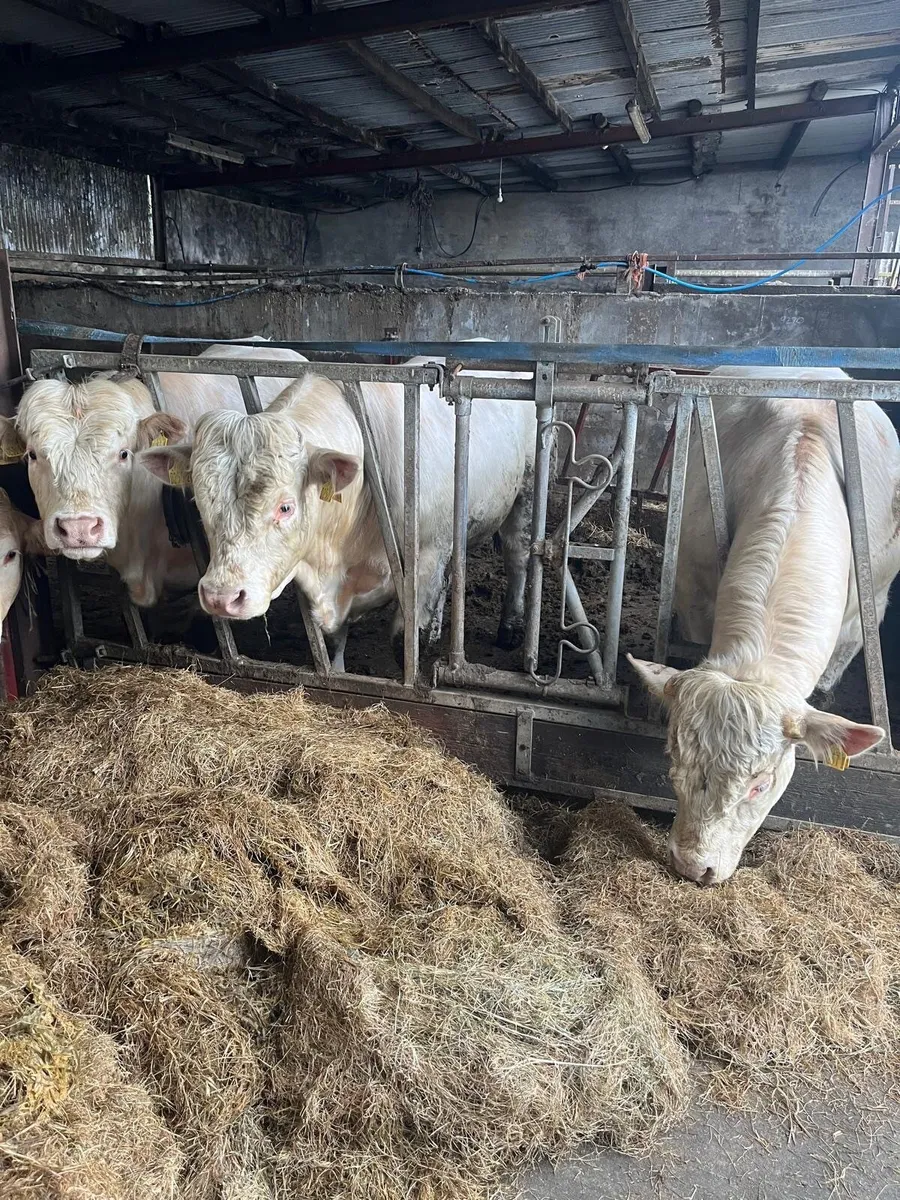 Charolais Bulls x3 - Image 4