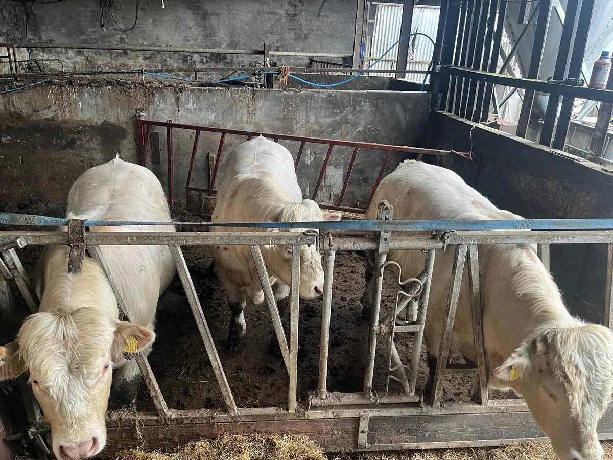 Charolais Bulls x3 - Image 3