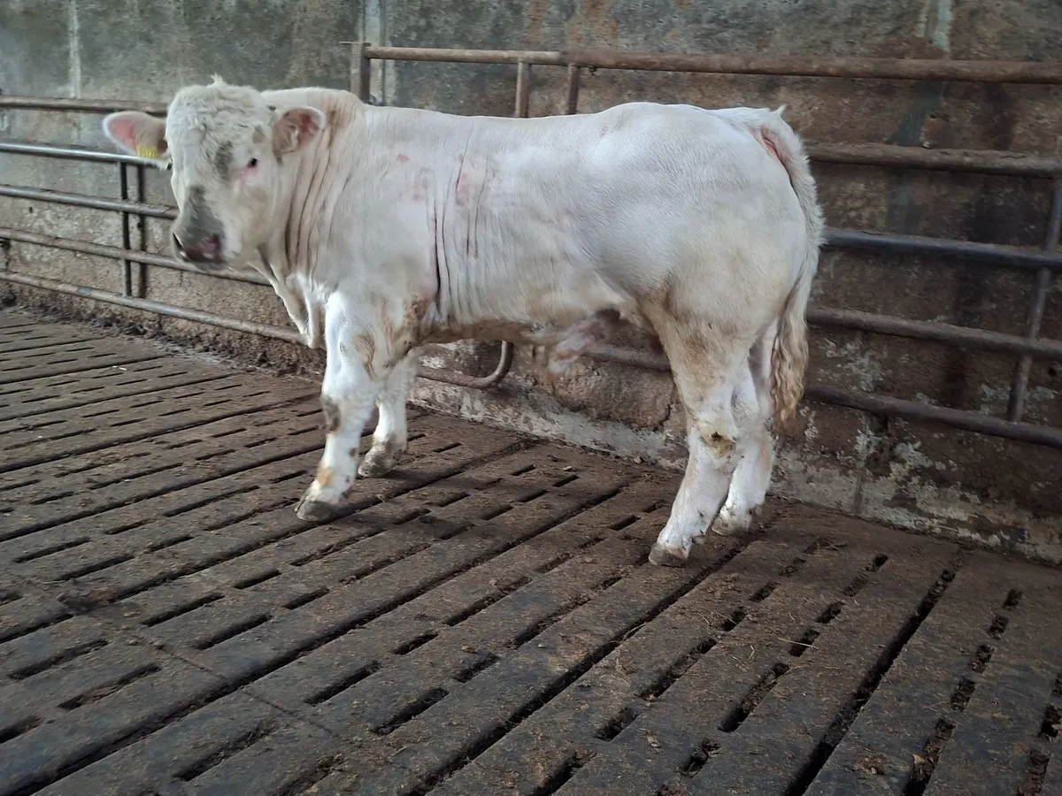 Pedigree Charolais Bull 5 Stars - Image 4