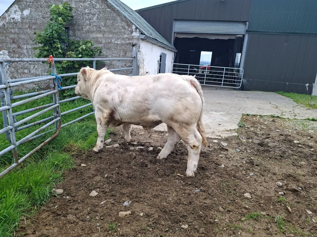 Pedigree Charolais Bull 5 Stars - Image 1