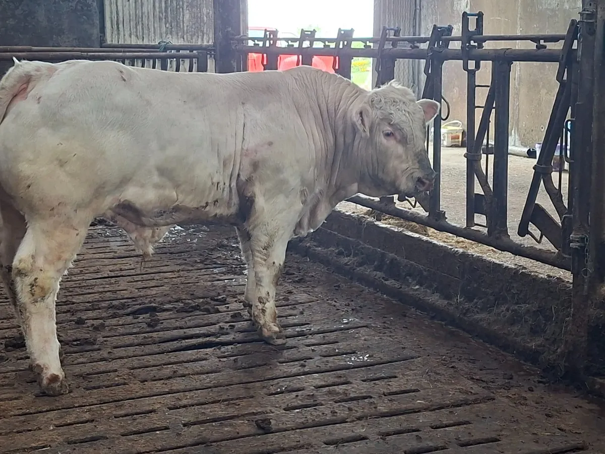 Pedigree Charolais Bull 5 Stars - Image 2