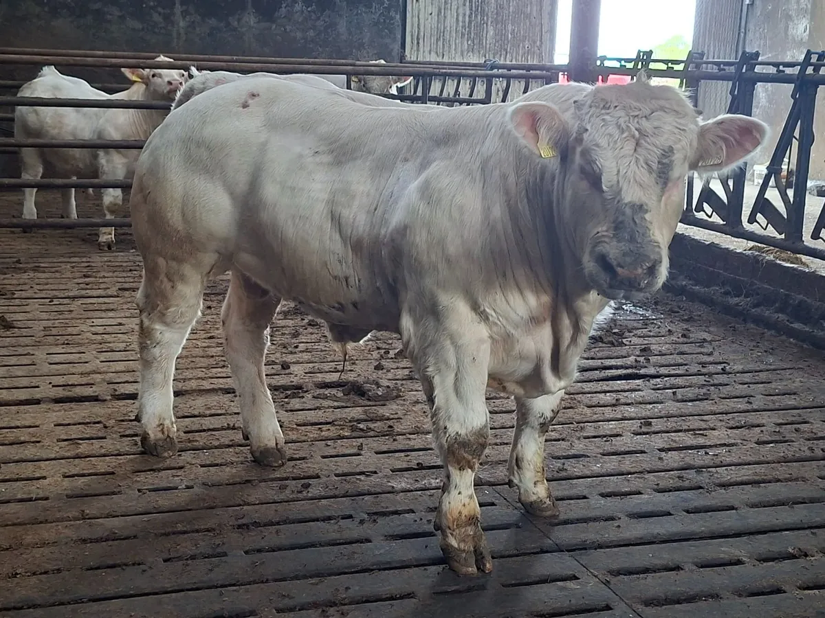 Pedigree Charolais Bull 5 Stars - Image 3