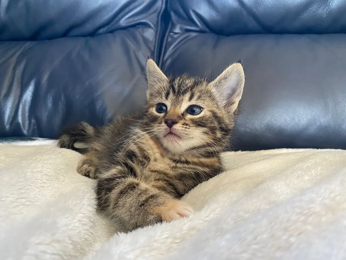 Kittens - Image 1