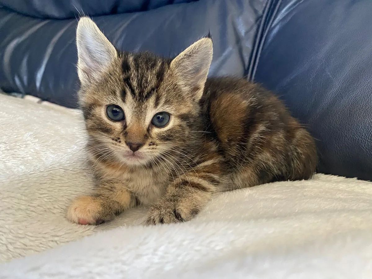 Kittens - Image 3