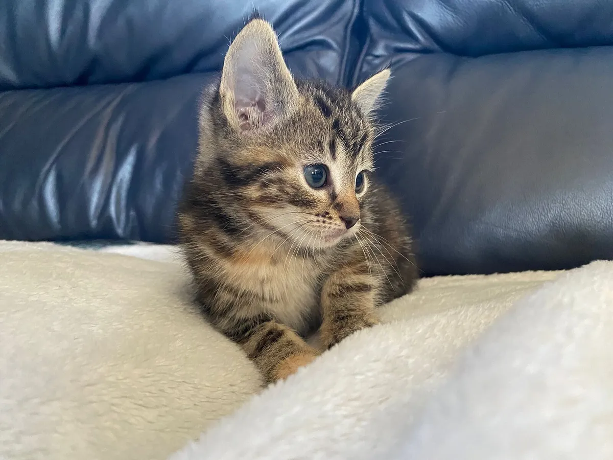 Kittens - Image 2