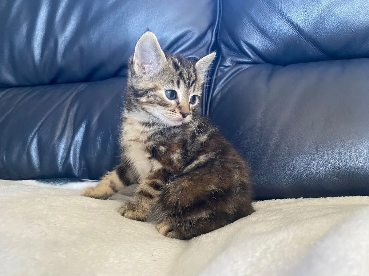 Kittens - Image 4