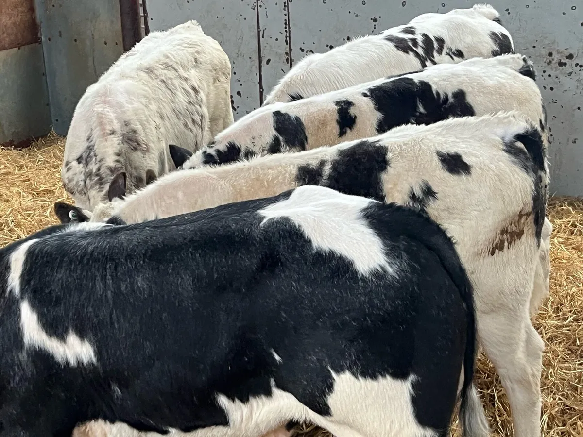 60 Fresh Reared Calves & Runners Now In!!! - Image 3