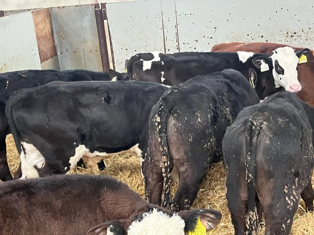 60 Fresh Reared Calves & Runners Now In!!! - Image 4