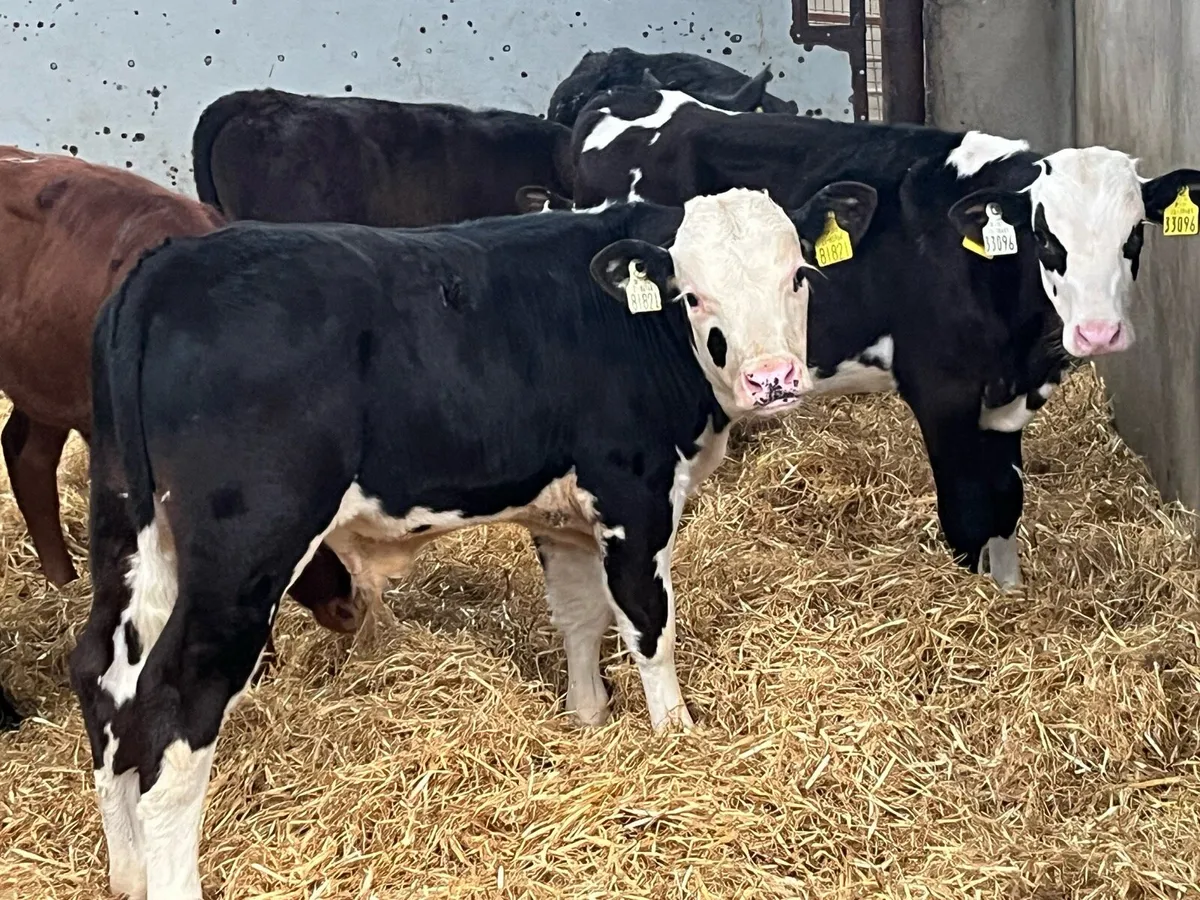 60 Fresh Reared Calves & Runners Now In!!! - Image 1