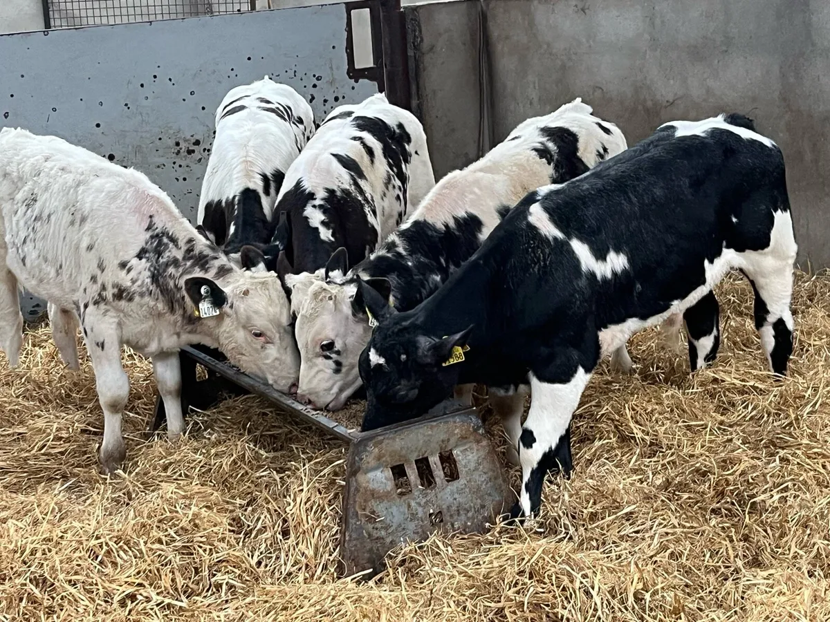 60 Fresh Reared Calves & Runners Now In!!! - Image 2