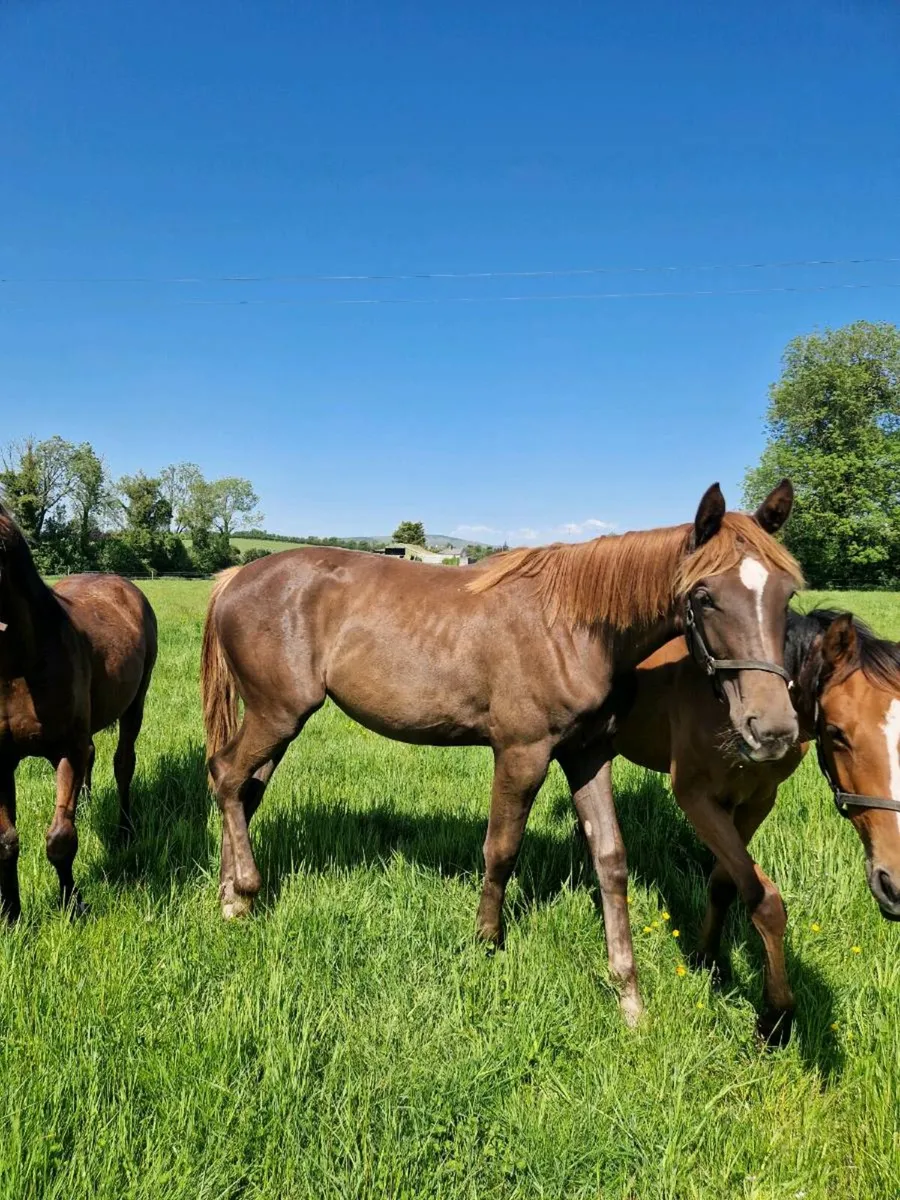 Durango VDL yearling filly - Image 1
