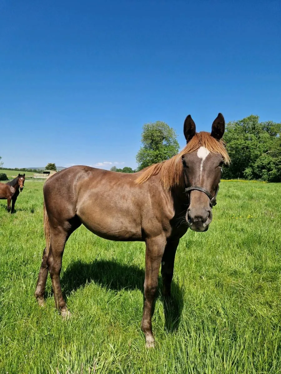 Durango VDL yearling filly - Image 2