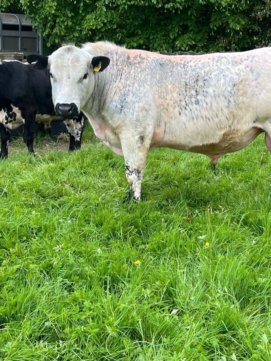 Speckle Park Bull PBNR Organic - Image 1