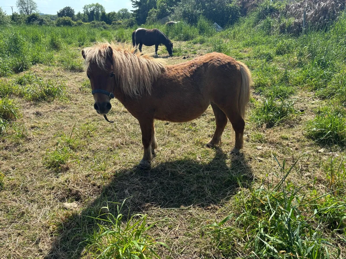 2 miniature mare ponies only 33” - Image 1